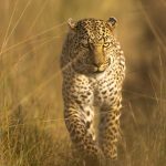 pexels-bharath-kumar-venkatesh-1417371218-30138171