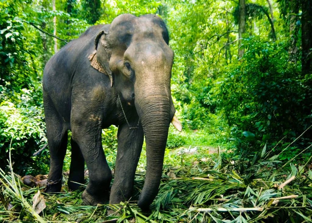 Biodiversity-Rich Places in India: How C
