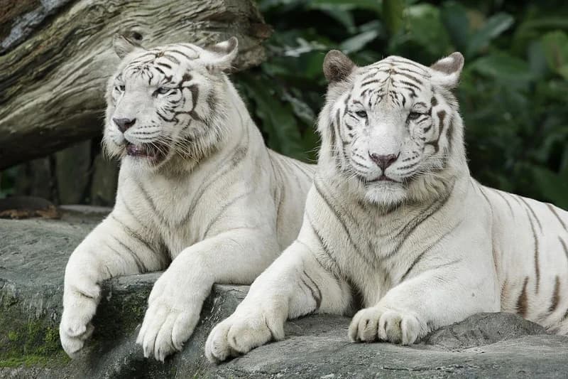 Best Zoos In The World