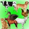 Sounds. Sounds of pets