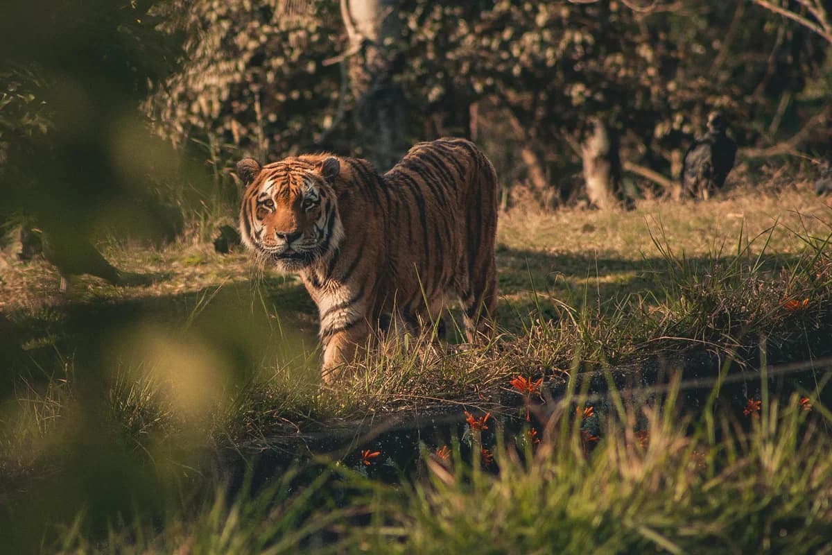 The Importance of Wildlife and IndiaR