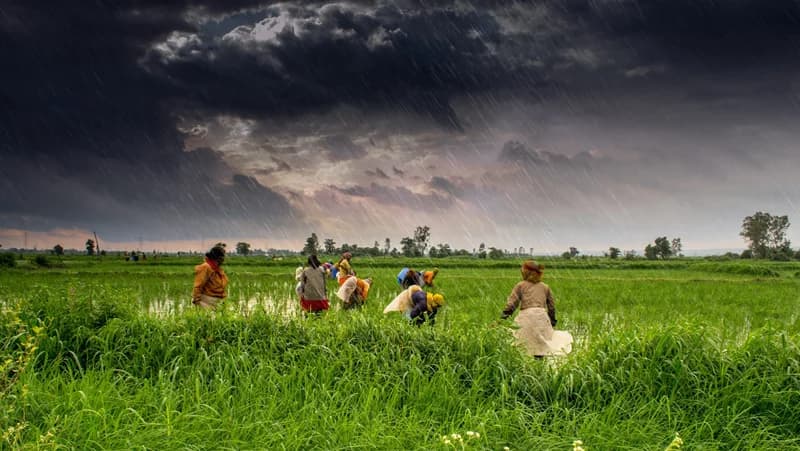 Monsoon and Agriculture: Lifeline or Bur