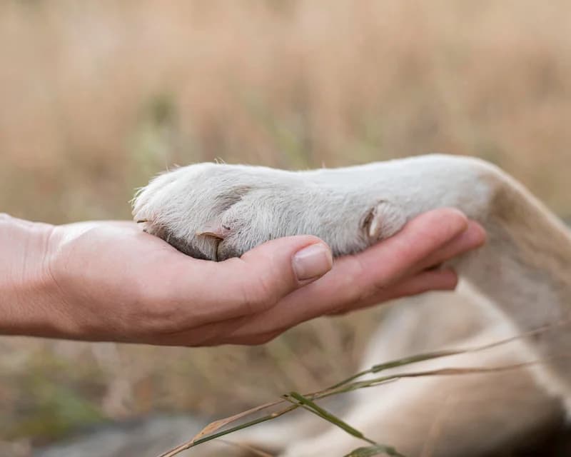Adopt don't shop