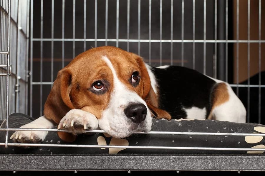 A paw-some adoption