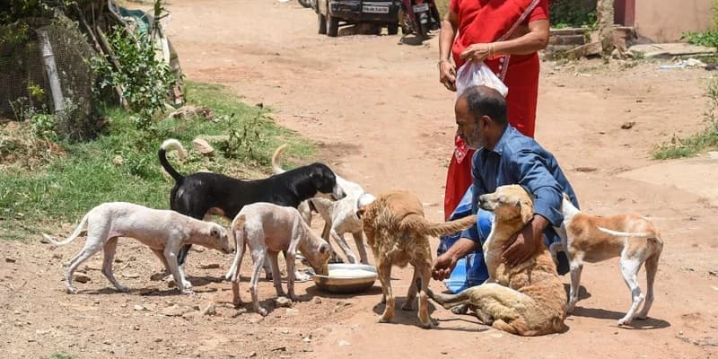 Do Your Part To Contribute To Animal Wel