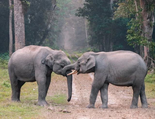 Importance of Animal Welfare: Why Every Animal Deserves a Voice