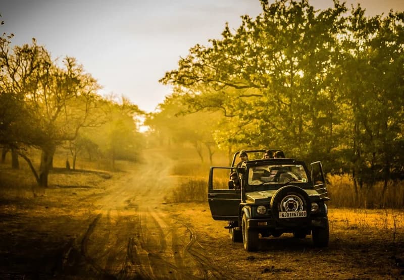 The Wildness Of The Indian National Park