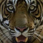 Tiger_facial_marking_Sultan_(T72)_Ranthambhore_India_12.10.2014