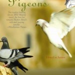 a flight of pigeons