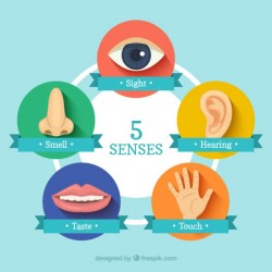 5 senses and how they bring about changes in our daily lives