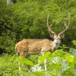 Kaziranga, Assam-min