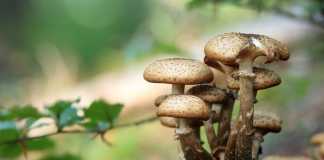 Mushroom effect