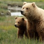 bear – national park service