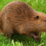 beaver – the telegraph