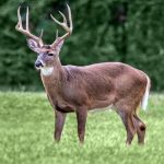 deer – fox news