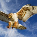 hawk – city of edmonton