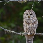 owl – Deerhurst Resort