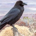 raven – all about birds