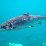 salmon – natural history museum