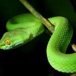 snake – science