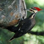 woodpecker – wikipedia