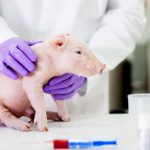 US-Studies-track-in-feed-FMD-ASF-infection feed navigator