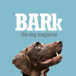 the bark google play