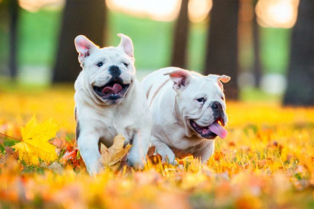 Top 3 Dog Breeds for Families With Kids - Youth Incorporated Magazine