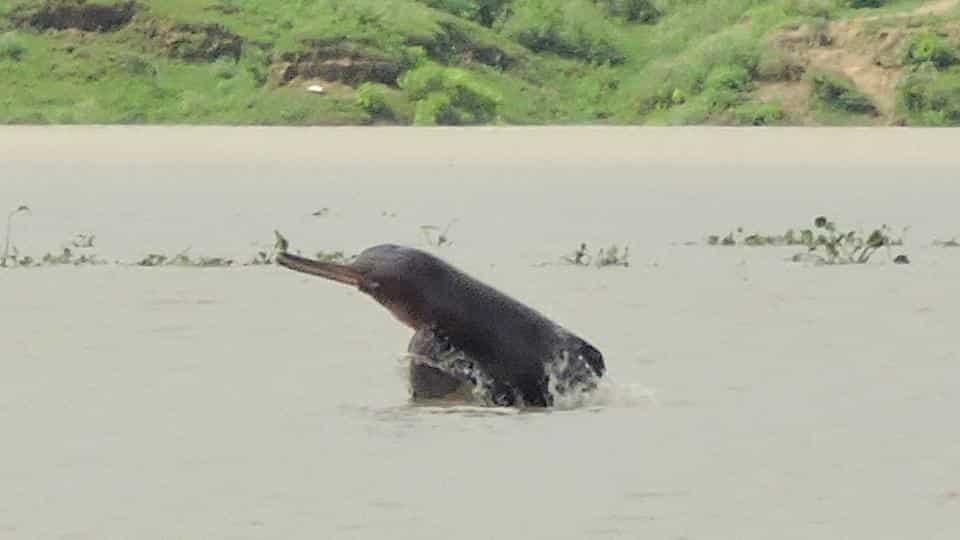 Dolphins in Ganges river