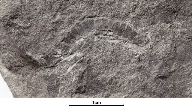 world's oldest 'bug' fossil