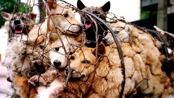 dog-meat fair, China 