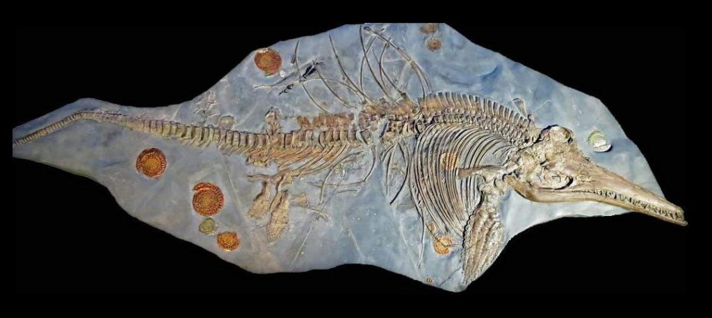 palaeontologist, pregnant ichthyosaur