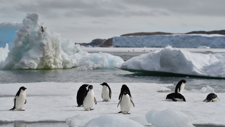 Penguins, Antarctica, UP