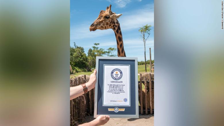Guinness records world's tallest giraffe