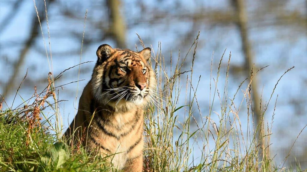 tiger population, ISB, environment minister
