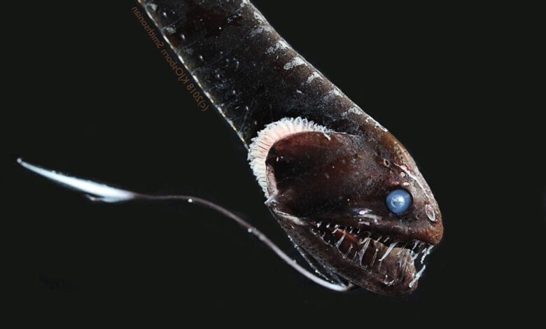 ultra-black fish, tamil nadu