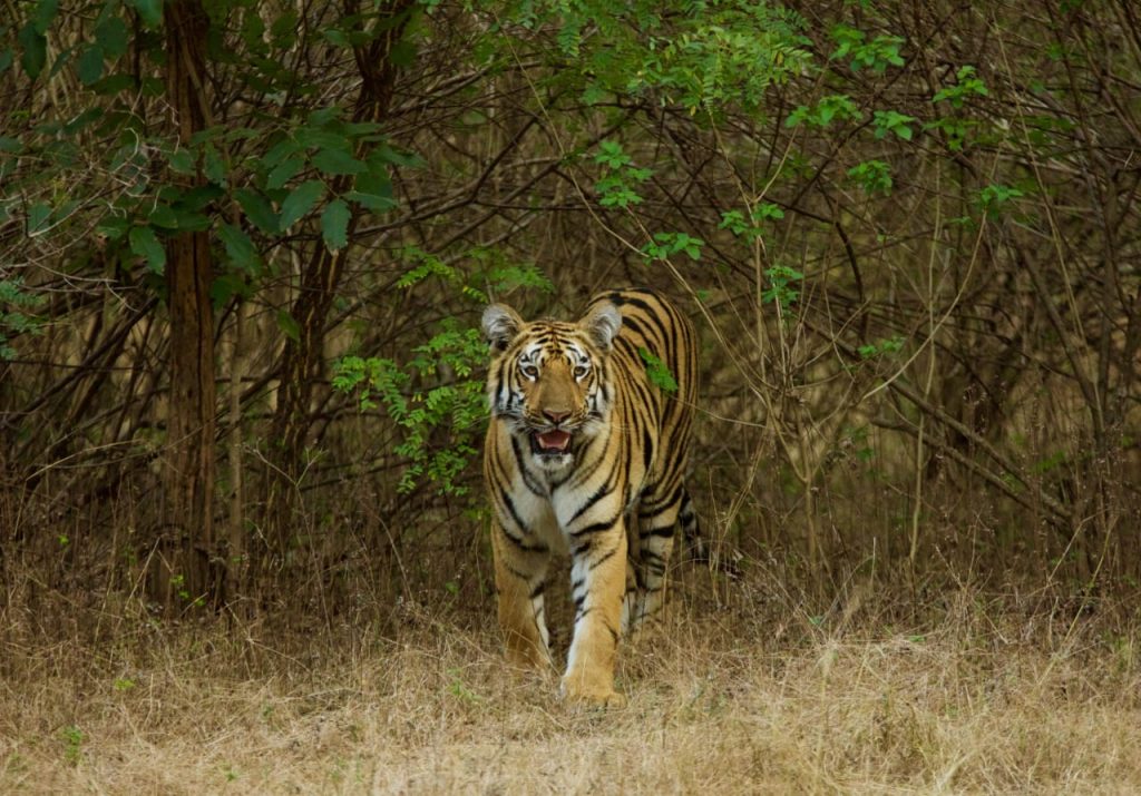 tiger census, wildlife, guinness world record, Delhi government