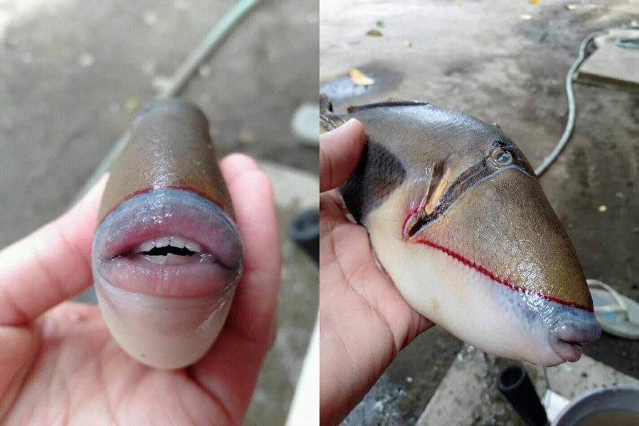 Fish with human-like teeth and lips 