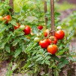 Tomatoes growing on the branches