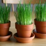 Growing-Your-Own-Wheatgrass-for-Spring