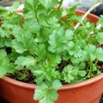 coriander-plant-in-pot-696×451-1