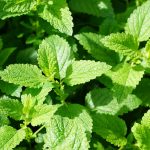 mint-planting-growing-harvesting