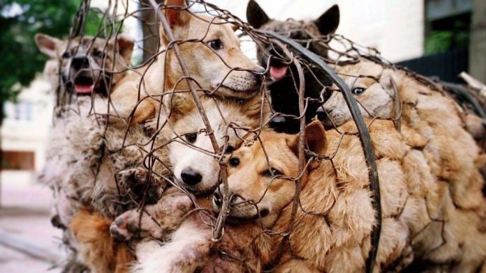 Animal cruelty