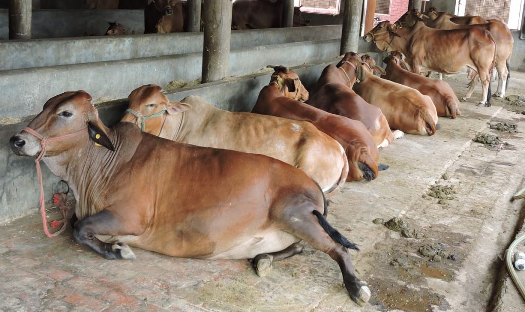 Cow Cabinet, Bulandshahr
