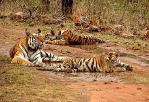 Panna Tiger Reserve, UNESCO