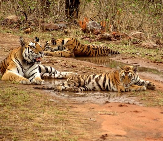 Panna Tiger Reserve, UNESCO