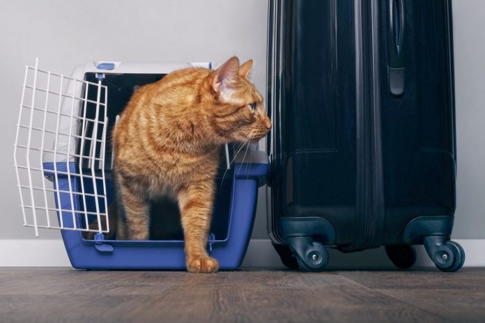 cat travel essential