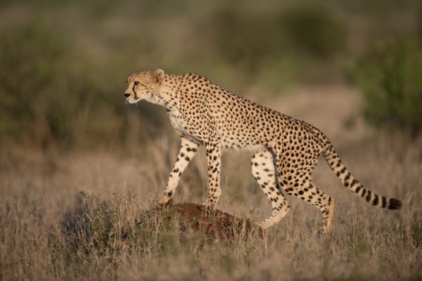 How Has The Reintroduction Of Cheetahs Project Progressed?