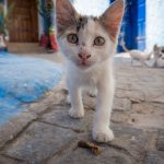 cute-stray-cat-walking-streets-rabat-morocco