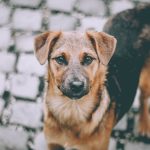 homeless-cute-brown-dog